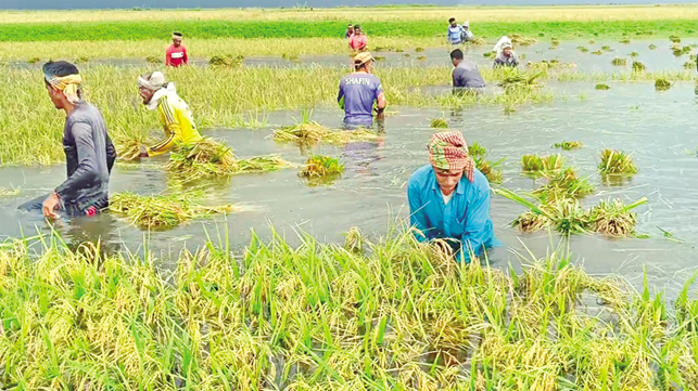 Pre-Monsoon Flash Floods Exposed Severe Agricultural Vulnerabilities in the Haor Basin