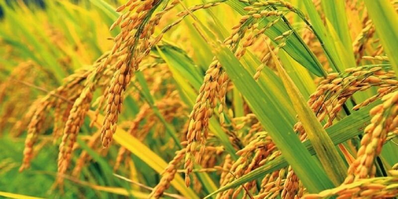 Paddy Field